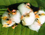 Honduran white bats